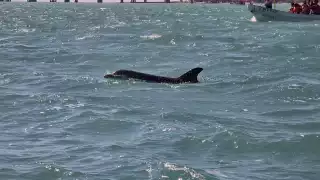 Delfines dejarán los espectáculos: proponen la Laguna de Términos como santuario marino