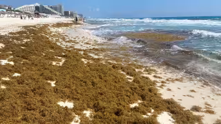 La mancha marrón ha afectado más al sur del estado, con recales excesivos en 30 balnearios; Contoy, Holbox, Punta Cocos y Chiquilá permanecen limpio