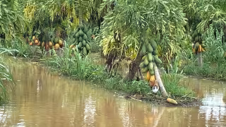 Productores maiceros exigen apoyos ante riesgos climáticos