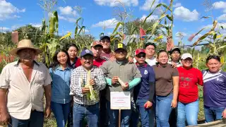 Por primera vez, el TecNM, campus Tizimín, logra cultivar el maíz pozolero en un clima tropical