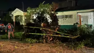 Lluvias y fuertes vientos derriban un árbol en Escárcega