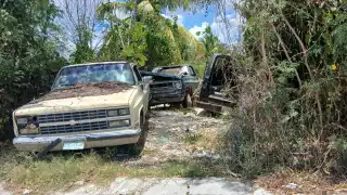 Hombre es atacado por abejas.