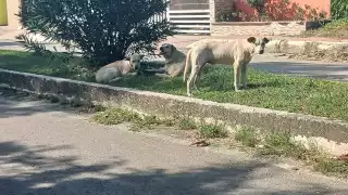 Alertan posible brote de la enfermedad y transmisión al humano ante la proliferación de mascotas