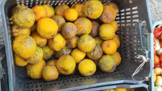 La sequía en el campo yucateco eleva el costo de diversos productos como las naranjas agria y dulce