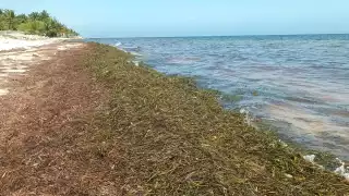 La presencia de sargazo en las playas le da una mala imagen al puerto debido al hedor que desprende
