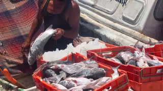 Capturas bajas podrían mejorar con lluvias en San Francisco de Campeche