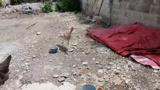 Sujetos desconocidos brincaron una barda y robaron aves de corral.