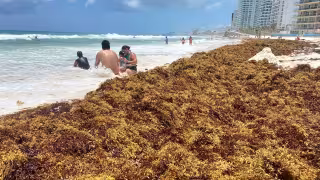 Mahahual: presencia moderada gracias al arrecife