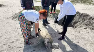 Inicia la temporada de anidación de tortugas en Ciudad del Carmen.