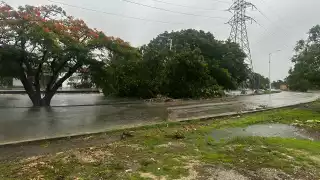 Árboles caídos han sido las principales afectaciones