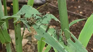 Hopelchén enfrenta invasión de siete mangas de langosta