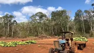 Se estima que hay al menos 100 toneladas del producto tirado en los campos de cultivo