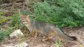 Debido a las altas temperaturas, varias especies salen de su hábitat en busca de agua y alimento