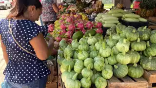 Los Chenes impulsa precios bajos de la calabaza “Dzolita” en Campeche