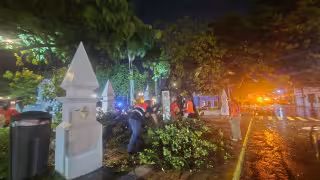 Un árbol cayó en el Parque de San Martín debido a la fuerza del viento