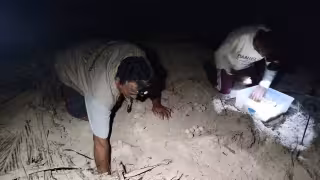 Campamentos tortugueros listos para proteger seis mil nidos