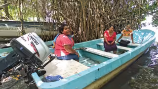 Yucatán perdió 2 mil 725 hectáreas de manglar entre el 2020 y el 2025.