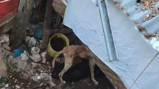 Activistas exhortan visibilizar casos de violencia animal en Chetumal