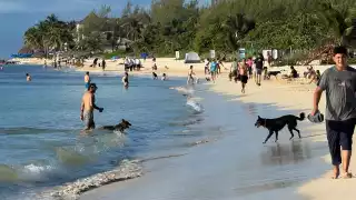 Los habitantes piden que se limite el acceso a las mascotas.