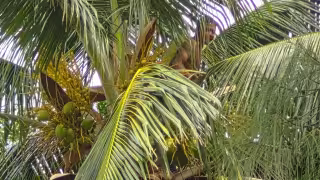 Jóvenes intentan ahuyentar abejas con fuego y provocan incendio en una palmera en Santa Rosalía