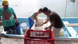 Denuncian artes prohibidas mientras cae la captura de pulpo en Yucatán
