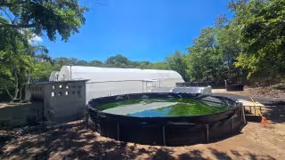 Ante pesca ilegal, Campeche retomará reproducción de pulpo para repoblar el mar