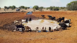 Carmen y Palizada, los municipios más afectados por sequía