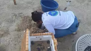 La UNACAR implementará un proyecto de conservación de tortugas marinas con una inversión histórica de más de dos millones de pesos.