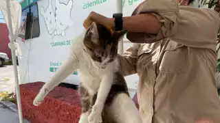 La Secretaría de Salud activa Protocolo de Foco Rábico en Ciudad del Carmen debido a un caso de rabia en un felino de tres meses.