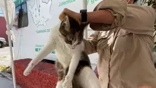 Un gato resultó con rabia en Ciudad del Carmen