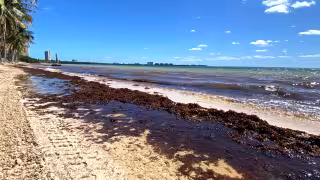 El balneario Coral en el municipio Benito Juárez registra recale constante de la macroalga, por lo que luce desolado