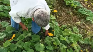 Parcelarios lamentan que sus cosechas no estén dando frutos debido a la llegada de frentes fríos