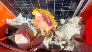 Depredación del caracol rosado continúa en el principal arrecife del Golfo de México