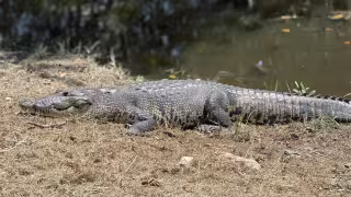 Avistamiento de cocodrilos en Dzitbalché genera curiosidad y alerta
