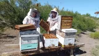 Meta de 1,500 millones en derrama apícola para 2026