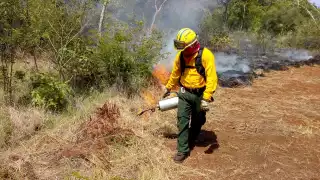 Se registra el primer incendio forestal en Campeche; afectó 90 hectáreas