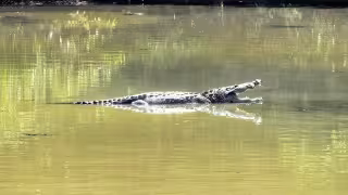 Cuatro cocodrilos fueron vistos asoleándose en el Arroyo de la Caleta en Ciudad del Carmen.