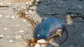 Se teoriza que el arribo de las fragatas portuguesas se debe a los frentes fríos de la temporada