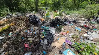 Vecinos de la calle 13 entre 24 y 26, en la colonia Pozo Monte, denuncian un predio lleno de basura, maleza y hasta animales muertos.