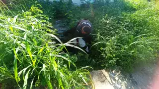 Los agentes policiacos municipales regresaron a tierra firme al animalito, el cual no tiene dueño ni hogar.