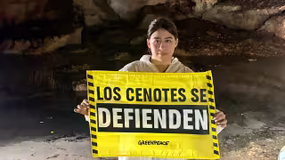 Greenpeace detecta contaminación en cuerpos de agua de Yucatán por megagranjas porcícolas