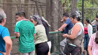 Capturan a tres perros tras mortal ataque en el Zoológico Centenario