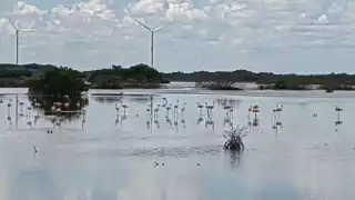 Reportan el aumento de flamencos en ciénagas y manglares de Progreso 