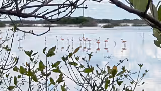 Autoridades municipales refieren que gracias a la limpieza de las ciénegas el hábitat se recupera