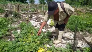 El agricultor Candelario Och dijo que los chubascos afectan sus sembrados de pepino, sandía y melón.