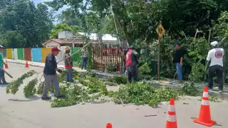 Vecinos de Escárcega denunciaron por un mes el riesgo de un árbol que chocaba con cables de la CFE.