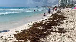 Informes indicaron que el mayor daño a las costas por el sargazo ocurriría en Semana Santa, antes del Mundial; la zona más crítica va de Xcalak a Playa del Carmen