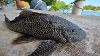 Mantienen monitoreo de pez diablo en Bacalar