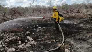 Incendio devoró cientos de hectáreas dentro del Santuario del Manatí en Chetumal