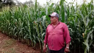 En el ejido de Katab, Hopelchén, el 98% de los cultivos de maíz no están asegurados ante siniestros